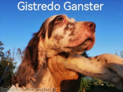 Setter Anglais GISTREDO GANSTER